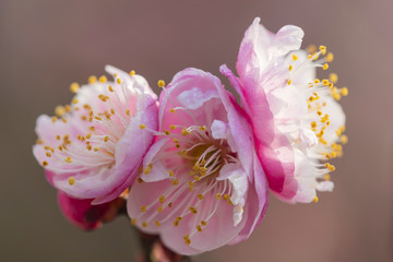 高清梅花特写