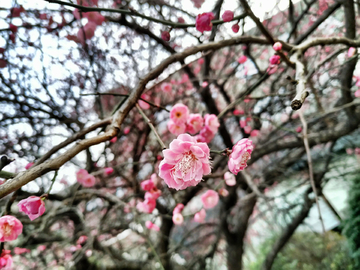 杏梅花