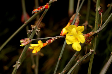 迎春花