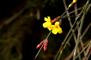 迎春花