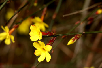 迎春花