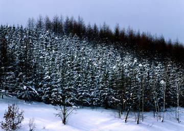森林被大雪覆盖