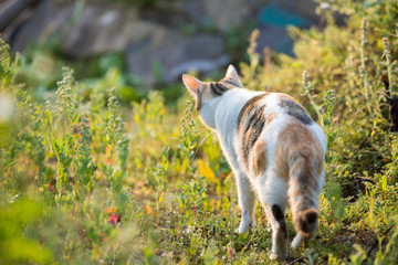 猫