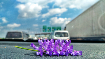 一株小紫花