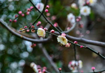 白梅花