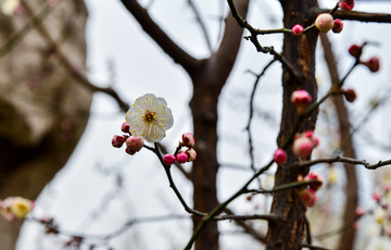 白梅花