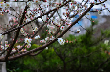 白梅花