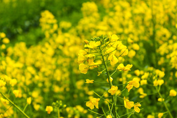 油菜花