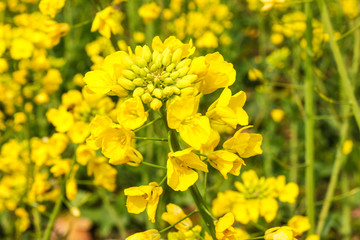 油菜花