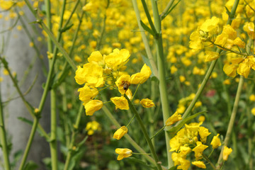 油菜花