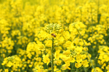 油菜花