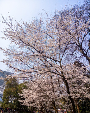 武汉大学樱花