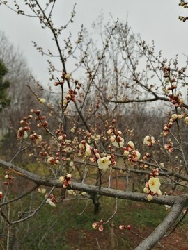 梅花