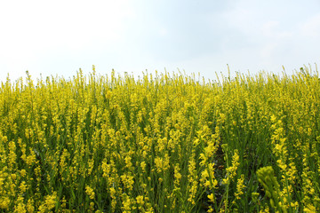 油菜花