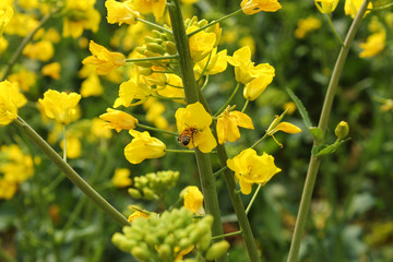 油菜花