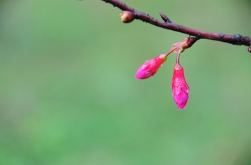 雨中的樱花