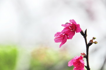 雨中的樱花