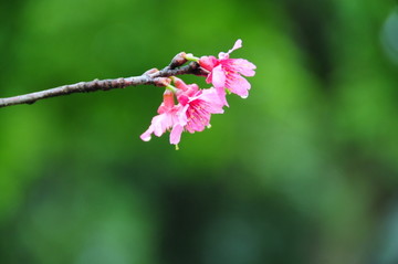 雨中的樱花