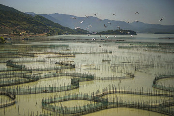 霞浦滩涂