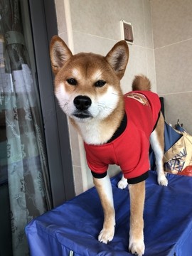 柴犬