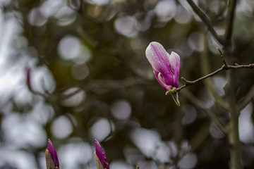 玉兰花