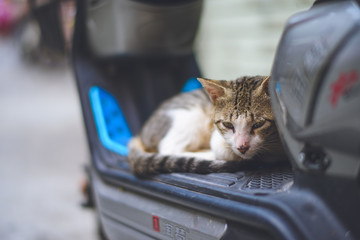 小花猫