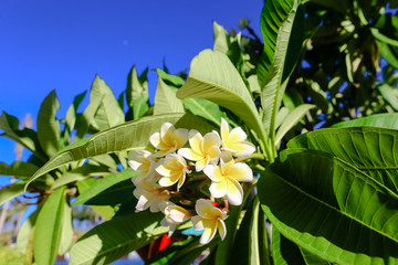 玉兰花