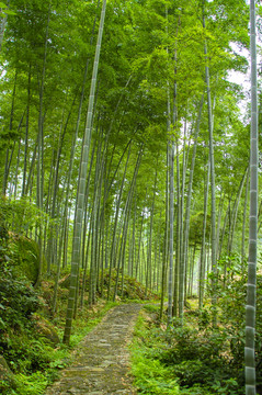 竹林小路