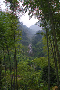 竹林溪流