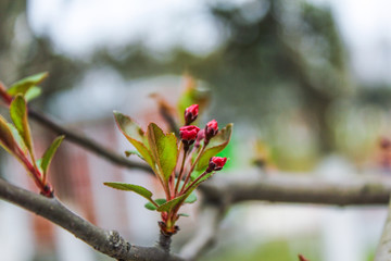 樱花