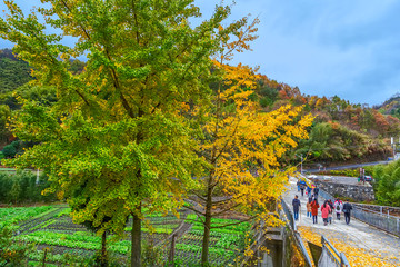 自然生态山里人红色板书秋景