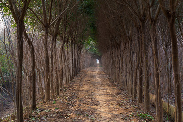 林间小路