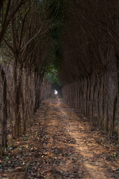 林间小路