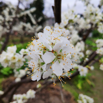 李花