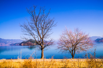 泸沽湖畔树木