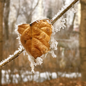 霜降枯叶