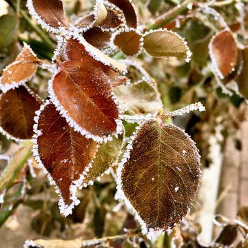 雪霜枝头