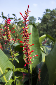 红楼花