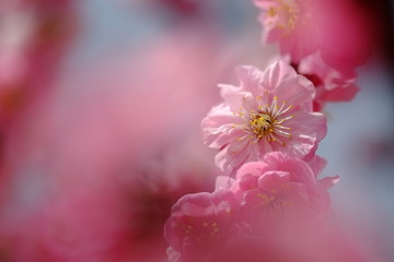 春日桃花