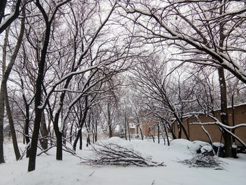 积雪中的树枝