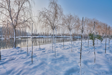 田园雪景