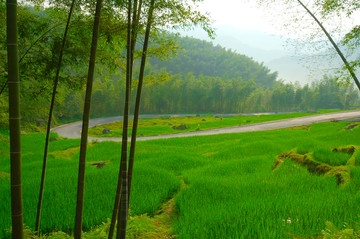 竹林田园