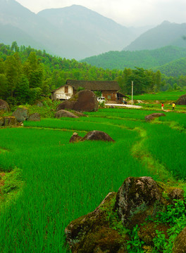 竹林田园