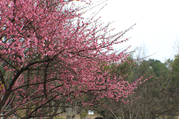 梅花树