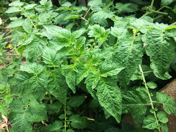 番茄植物