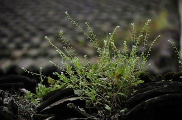 瓦房上的小草