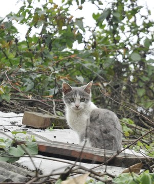 房顶上的小猫