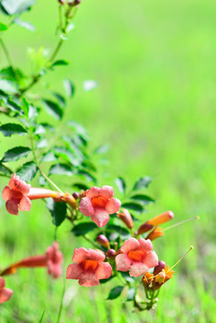 凌霄花儿开