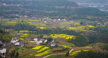 乡村油菜花