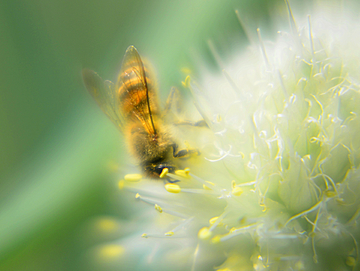 蜜蜂